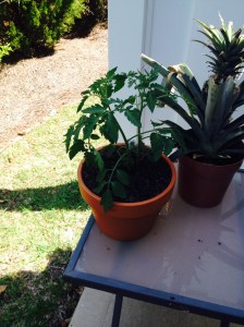 Okay, so I biting the bullet and growing tomatoes. Cherry tomatoes, but tomatoes.