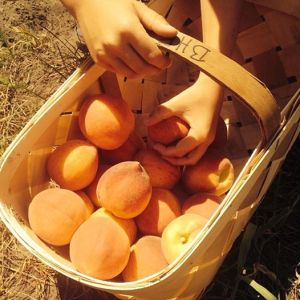 Love living in an area that grows peaches....